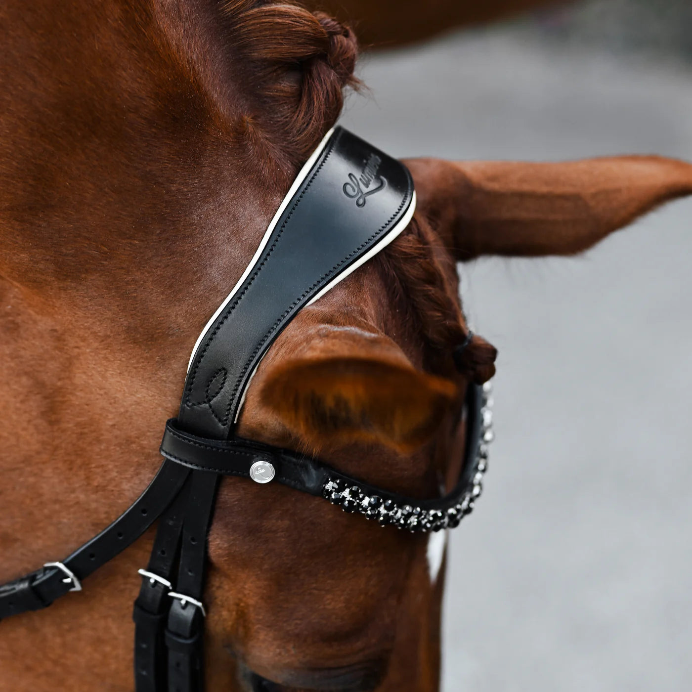 Lumiere Sibella Bridle