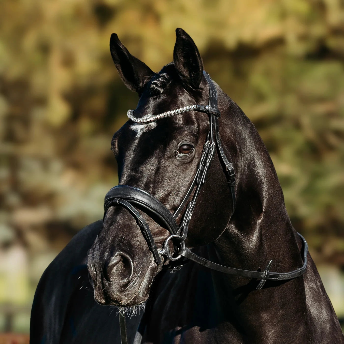 Lumiere Abigail Convertible Leather Bridle