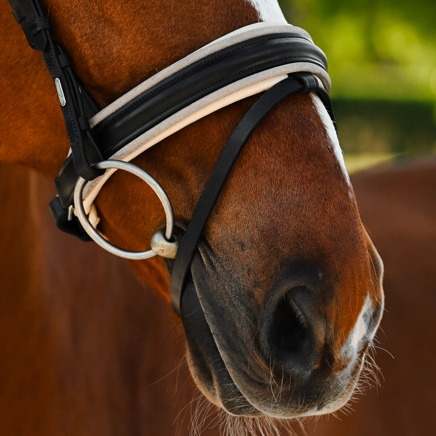 Lumiere Sibella Bridle
